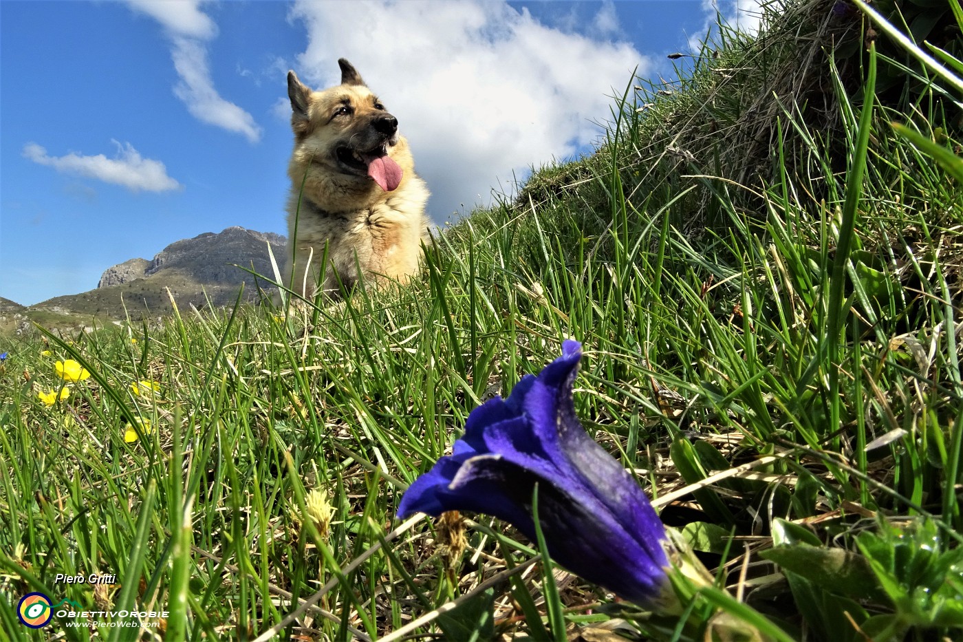 38 Genziana di Clusius (Gentiana Clusii).JPG